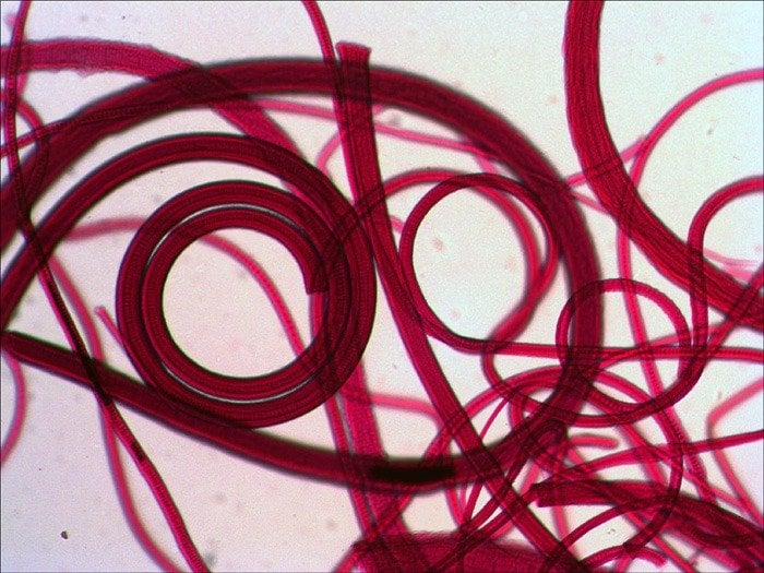 Dijital ve trinoküler mikroskop modelleri