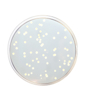 Condalab 1068 Tryptic Soy Agar (T.S.A.) Eur. Pharma. / Usp 500 grams