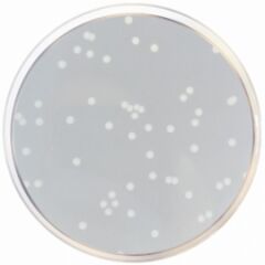 Condalab 1060 Nutrient Agar ISO 500 g