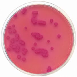 Condalab 1052 Macconkey Agar Eur. Pharma. Iso 21567 / Usp 500 grams