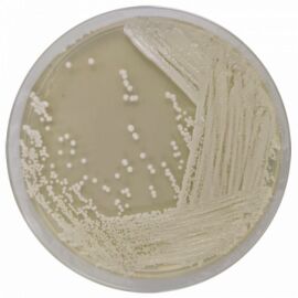 Condalab 1038 Malt Extract Agar 500 grams