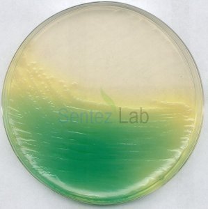 Kıng Agar B (Base) (Dansk Standard) For Microbiology Merck 110991  500 gr