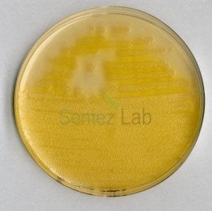 Pseudomonas Cfc/Cn Agar (Base) Acc. Iso 13720 And Iso 16266 granucult® Merck 107620  500 gr