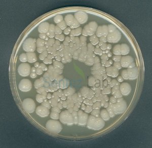 Orange Serum Agar Acc. Ifu granucult® Merck 110673 500 gr