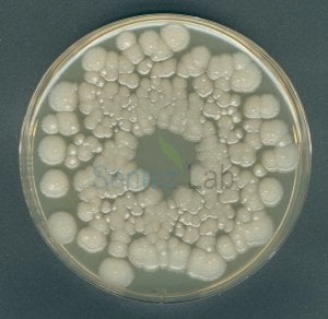 Orange Serum Agar Acc. Ifu granucult® Merck 110673 500 gr