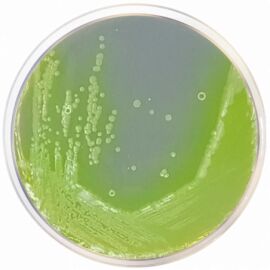 Condalab Cetrimide Agar Base EP/USP/ISO 500 g