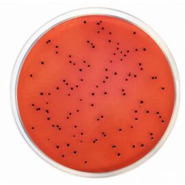 Condalab 1274 Xld Agar Iso 6579, 19250, 21567 500 grams