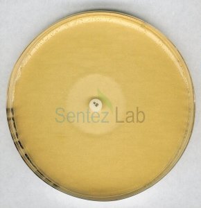 Antibiotic Agar No. 11 grove And Randall Medium No. 11 For Microbiology Merck 105269 500 gr