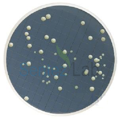 m-Green maya ve küf Broth-2 ml ampul Maya ve Küf ( pH ile Seleksiyon )