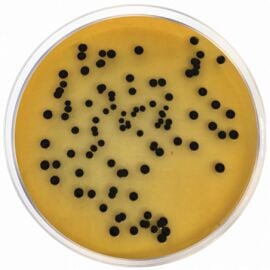 Condalab Salmonella Shigella Agar (SS Agar) 500g